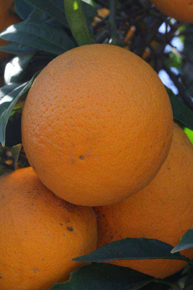              Fruit (Riverside, CA)       